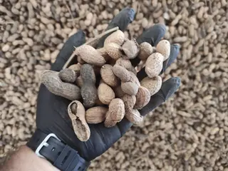 189.660 KG YER FISTIĞI 