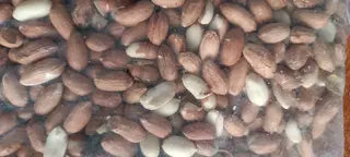 5.384 KG İÇ YER FISTIĞI